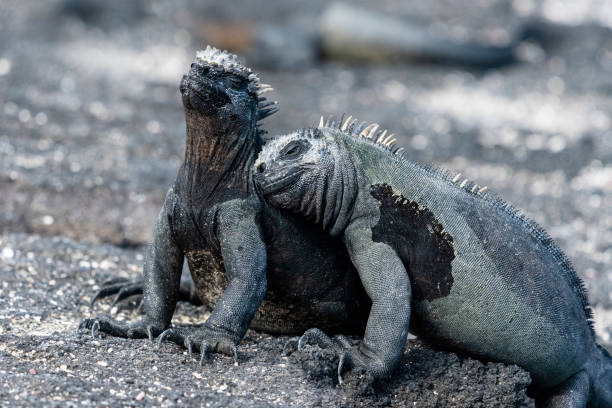 Two Marine iguanas embracing, Galapagos islands Marine iguana, amblyrhynchus cristatus, in its natural environment. Endemic and vulnerable specie of Galapagos island. iguana photos stock pictures, royalty-free photos & images