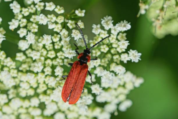 istock one red beetle sits on a white flower 1252748074