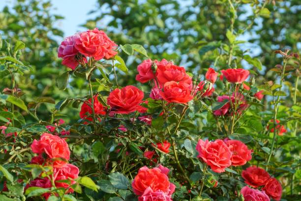 istock many red rose flowers on a bush 1252748137