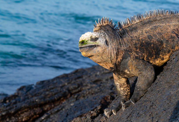 istock Marine iguana, Galapagos islands 1252748139