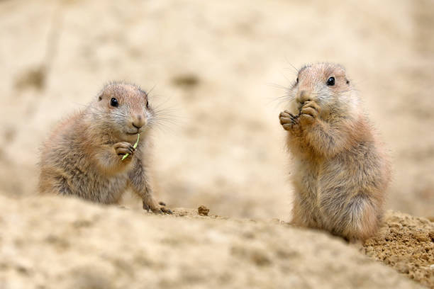 istock Black-tailed prairie dog (Cynomys ludovicianus), small rodent. 1252749593
