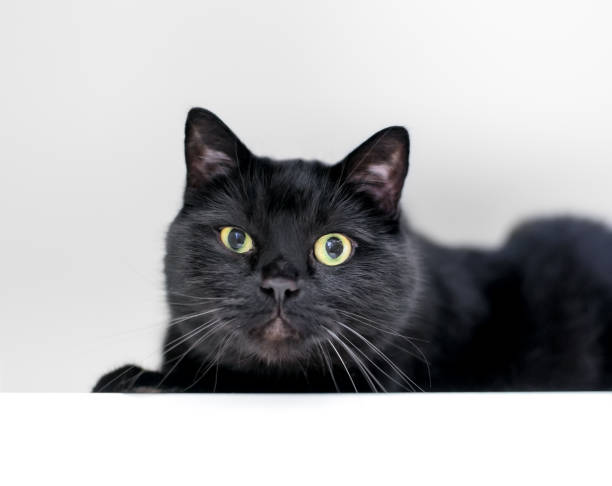 istock A grumpy black shorthair cat looking at the camera 1252750727