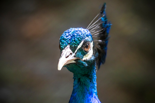 Closeup portrait of peacock with bright plumage