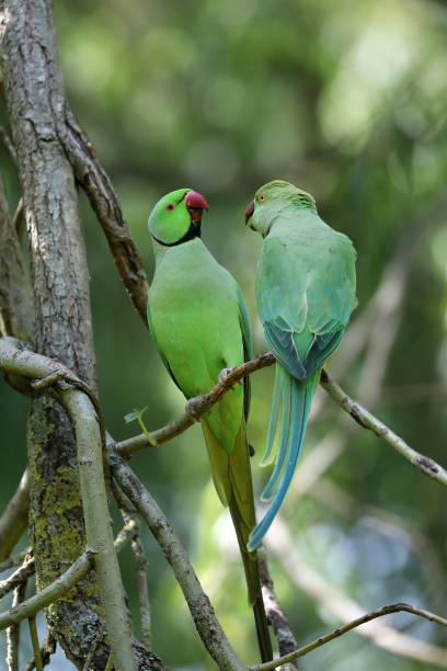 istock Green tropical parrots sittig on tree 1252751103