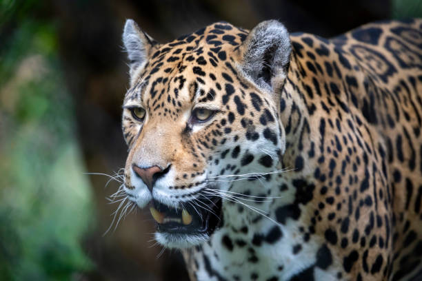 istock Jaguar (Panthera onca), closeup portrait. 1252751118
