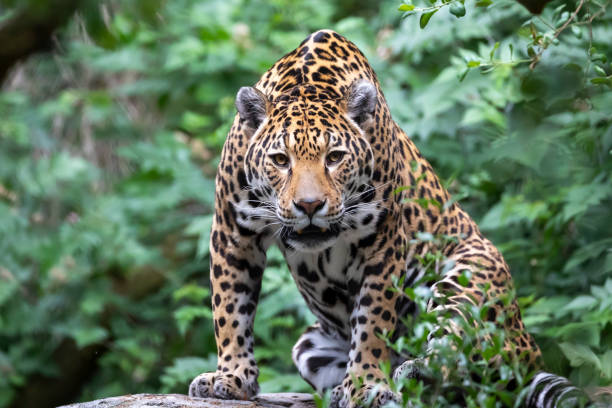 istock Jaguar (Panthera onca), closeup portrait. 1252751128