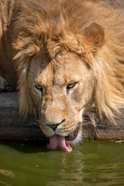 istock Lion drinking water from pond 1252751179