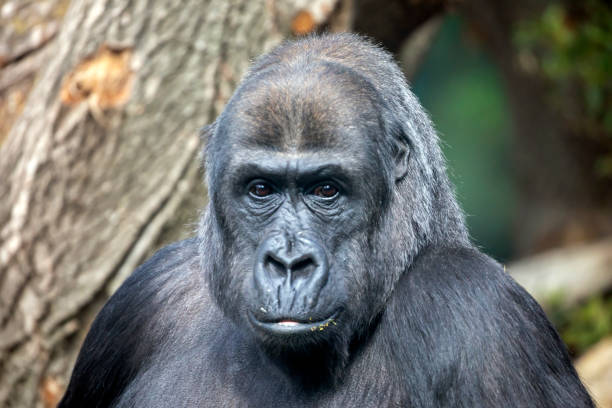 istock Monkey closeup portrait, wild animal 1252751234