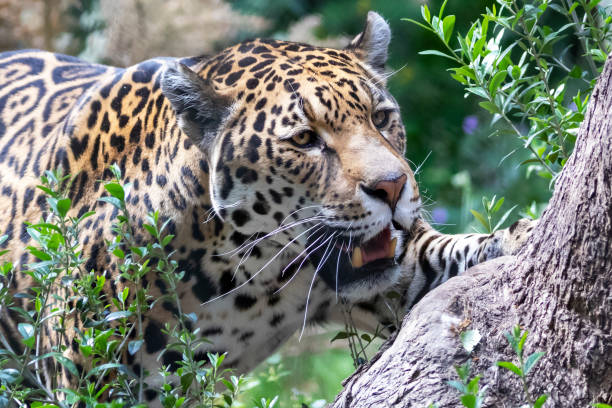 istock Panthera onca, feline animal climbing on tree. 1252751271