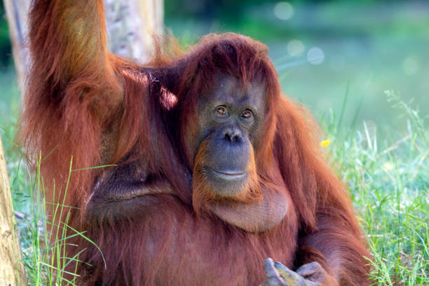 istock Pongo pygmaeus, big monkey sitting on meadow. 1252751314