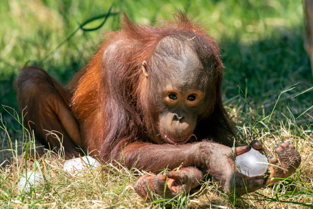 istock Pongo pygmaeus, red monkey sitting on green grass. 1252751335