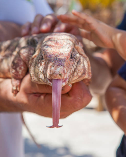 istock Tegu Argentino portrait 1252751347