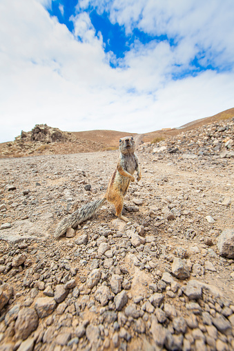 Volcano Bayuyo in Fuerteventura. a sunny day. African squirrel macro in Fuerteventura's Island - Canary Island introduced species.