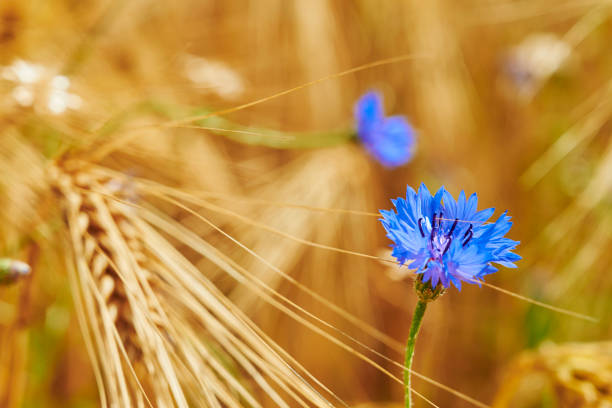 Macro of blue cornflower in a grain field. Macro of blue cornflower (Centaurea cyanus) in a grain field. cornflower photos stock pictures, royalty-free photos & images