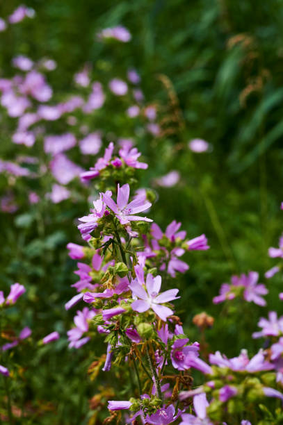 istock Wildflowers in front of a meadow. 1252751967