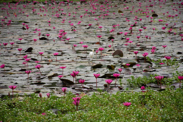 istock Beautiful Lotus-water Lilly Flowers 1252752490