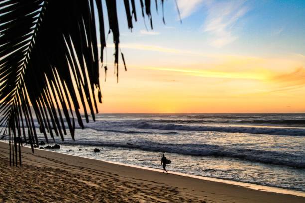 istock Sunset with a coconut tree and a surfer walking on the beach 1252752586