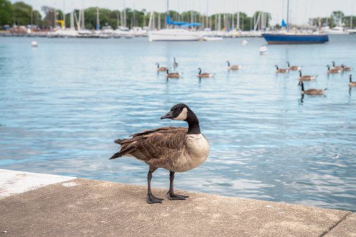 A beautiful wild Canadian goose stands on the concrete curved shoreline along Montrose harbor in Chicago with out of focus geese and sailboats on the blue water in the background beyond.