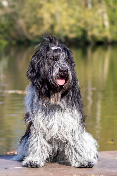 istock cute dog posing at camera outdoors 1252752960