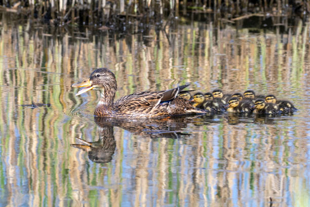 istock Duck with ducklings in pond 1252753026