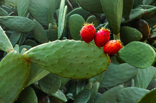 Prickly pear cactus (Opuntia ficus-indica) with red fruits.
