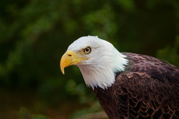 istock Portrait of Bald eagle (Haliaeetus leucocephalus) on dark background. Clipping path. 1252754179
