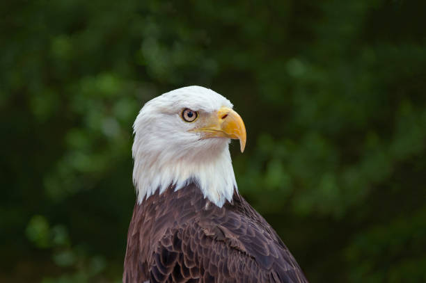 istock Portrait of Bald eagle (Haliaeetus leucocephalus) on dark background. Clipping path. 1252754289