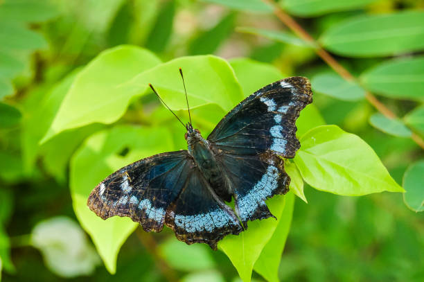 istock Big Tropical Butterfly 1252754369