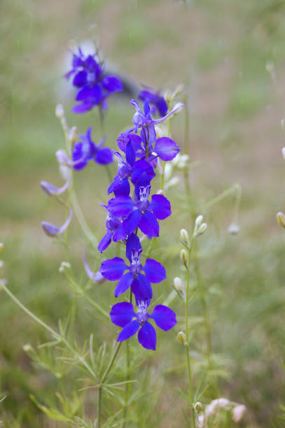 Violet Flower stock photo