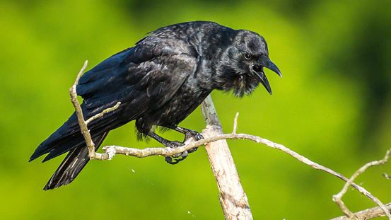 Crow on a branch