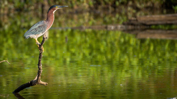 istock Green Heron bird looking for a meal 1252756673
