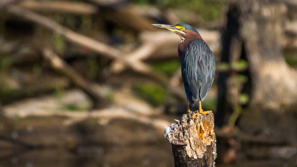 istock Green Heron bird looking for a meal 1252757240