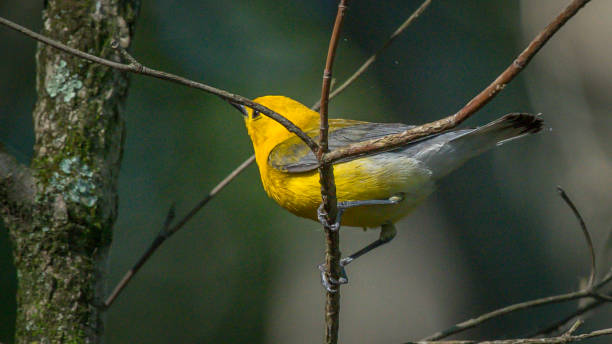istock Prothonotary Warbler bird on a branch 1252758025