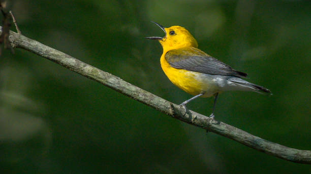 istock Prothonotary Warbler bird on a branch 1252758031