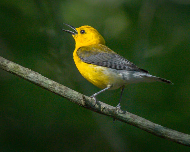 istock Prothonotary Warbler bird on a branch 1252758032