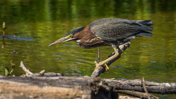 istock Green Heron bird looking for a meal 1252758166