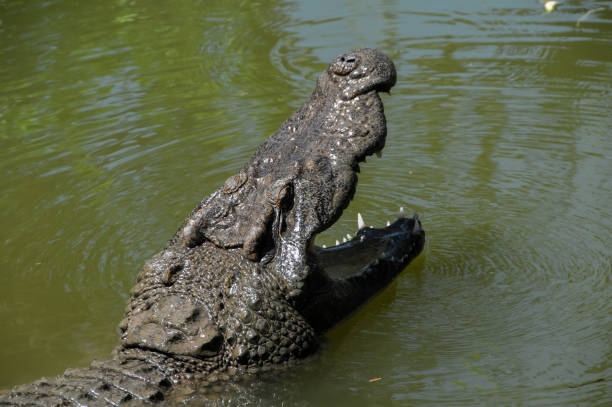 istock Adult Dangerous Crocodile 1252758962