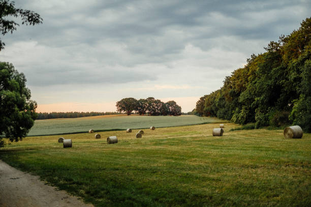 Hay bales on green field in sunset Green fields in Alt-Lübars, Germany hay stock pictures, royalty-free photos & images