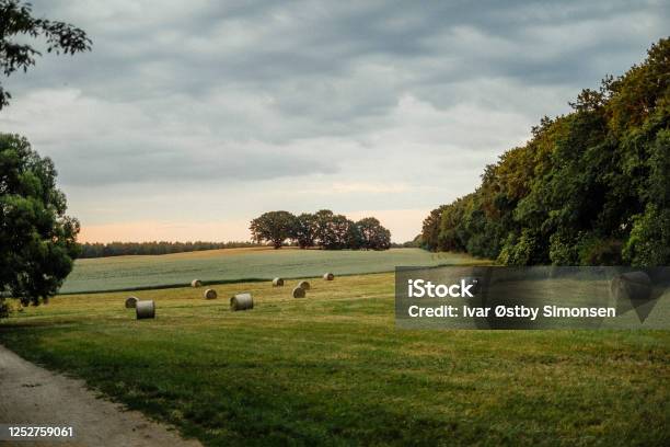Hay Bales On Green Field In Sunset Stock Photo - Download Image Now - Hay, Agricultural Field, Bale