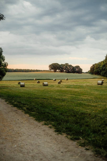 istock Hay bales on green field in sunset 1252759067