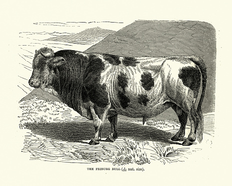 Vintage illustration of a Fribourgeoise bull, Domestic cattle. The Fribourgeoise or Freiburger was a Swiss breed of cattle from the Canton of Fribourg in western Switzerland. It became effectively extinct with the death of the last pure-bred bull in 1973