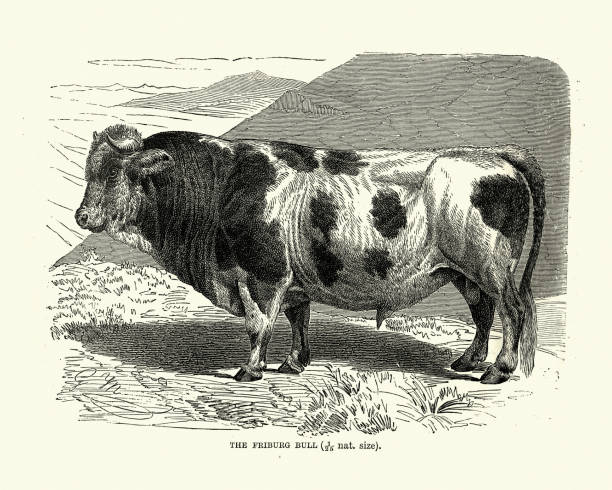 Fribourgeoise (Freiburger) bull, extinct breed of Domestic cattle Vintage illustration of a Fribourgeoise bull, Domestic cattle. The Fribourgeoise or Freiburger was a Swiss breed of cattle from the Canton of Fribourg in western Switzerland. It became effectively extinct with the death of the last pure-bred bull in 1973 british beef cow stock illustrations