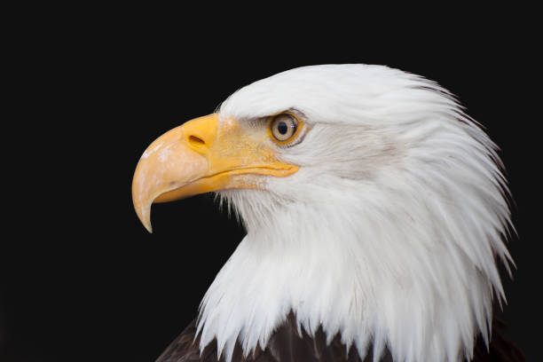 istock Bald Eagle - Haliaeetus leucocephalus in front of a black background 1252759314
