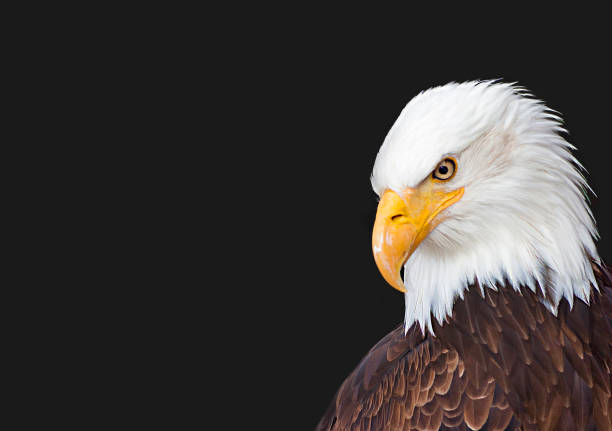 Closeup profile of American Bald Eagle with a plain out of focus background.