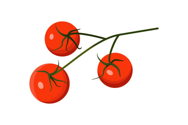 istock Realistic fresh ripe red cherry tomatoes on green branch. Vector flat color illustration isolated on a white background 1252760121