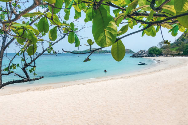 istock Tropical beach, white sand turquoise sea in the foreground tree. 1252760696