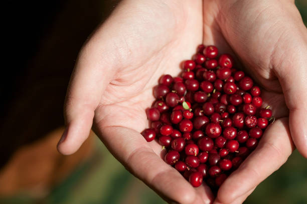 istock Hands holding red cranberry on green natural background. 1252760771