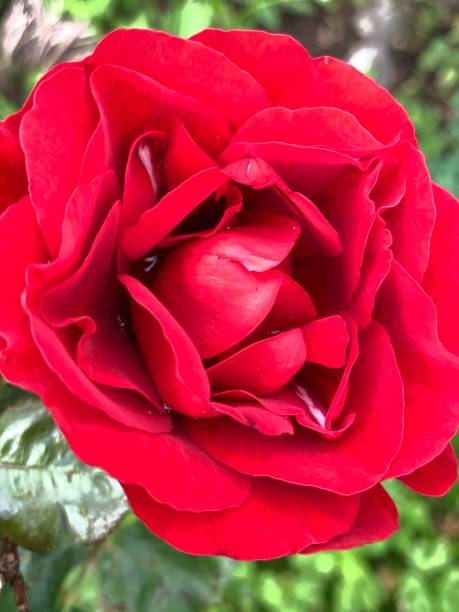 istock iridescent raindrops in red velvety rose petals 1252761564