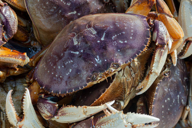 istock Live Dungeness Crabs Offloaded Into Shipping Totes 1252761884