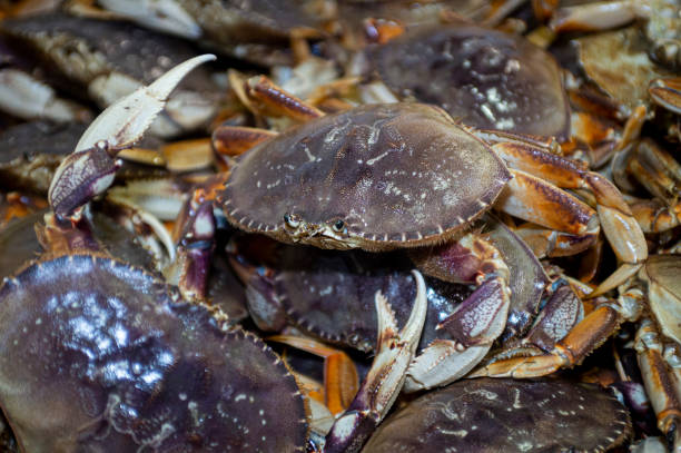 istock Live Dungeness Crabs Offloaded Into Shipping Totes 1252762516